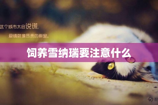 飼養雪納瑞要注意什么
