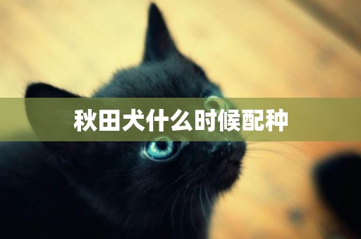 秋田犬什么時候配種