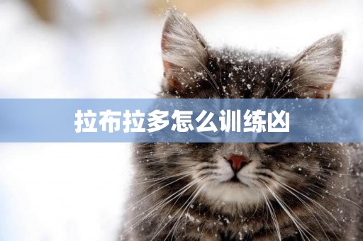 拉布拉多怎么訓練兇