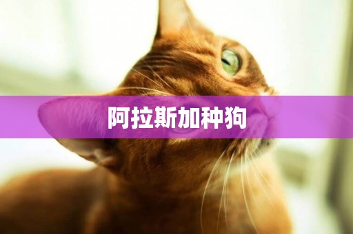 阿拉斯加種狗