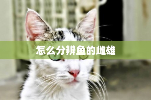 怎么分辨魚的雌雄
