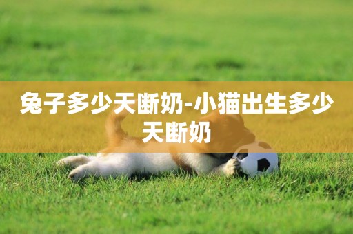 兔子多少天斷奶-小貓出生多少天斷奶