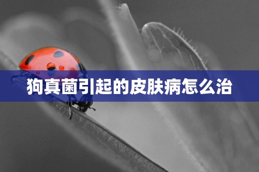 狗真菌引起的皮膚病怎么治