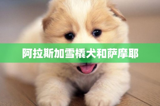 阿拉斯加雪橇犬和薩摩耶