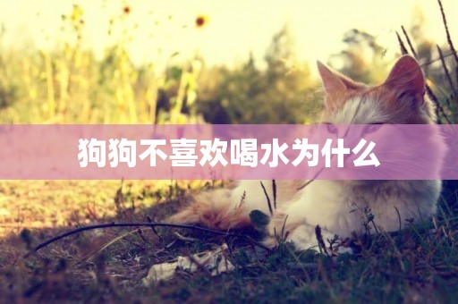 狗狗不喜歡喝水為什么