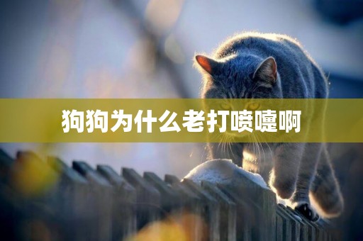 狗狗為什么老打噴嚏啊