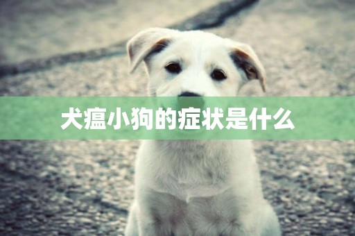 犬瘟小狗的癥狀是什么