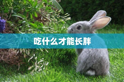 吃什么才能長胖
