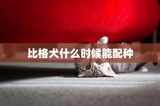 比格犬什么時候能配種