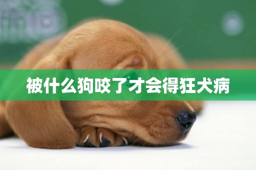 被什么狗咬了才會得狂犬病