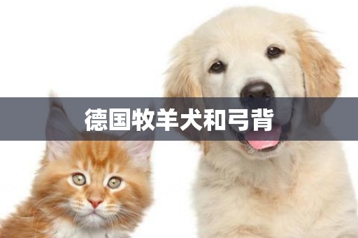德國牧羊犬和弓背