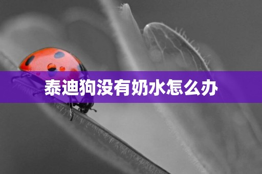 泰迪狗沒有奶水怎么辦
