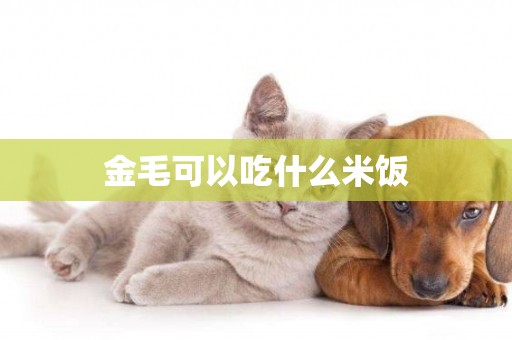 金毛可以吃什么米飯