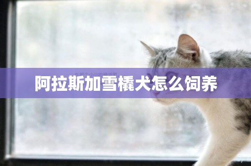 阿拉斯加雪橇犬怎么飼養