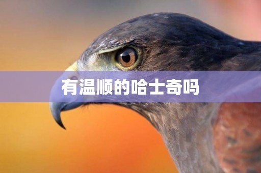 有溫順的哈士奇嗎
