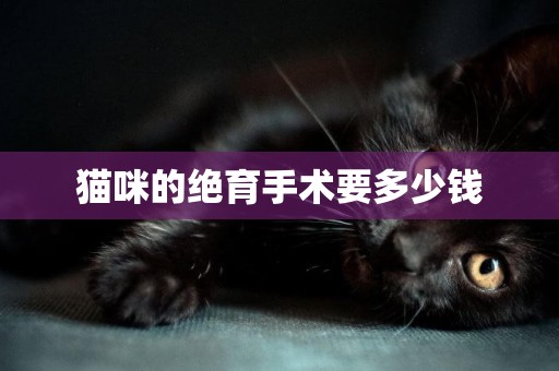 貓咪的絕育手術要多少錢