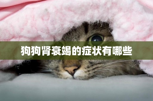 狗狗腎衰竭的癥狀有哪些