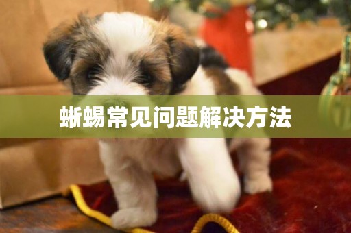 蜥蜴常見問題解決方法