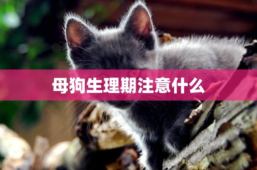 母狗生理期注意什么