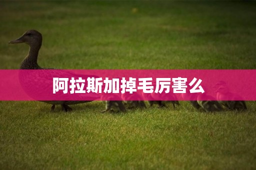 阿拉斯加掉毛厲害么