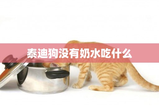 泰迪狗沒有奶水吃什么