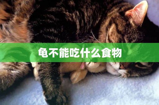 龜不能吃什么食物