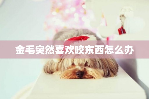 金毛突然喜歡咬東西怎么辦