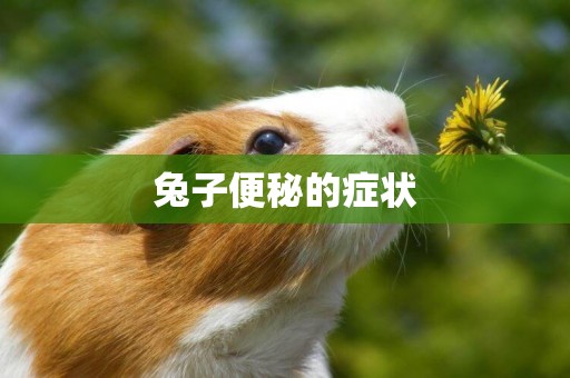 兔子便秘的癥狀