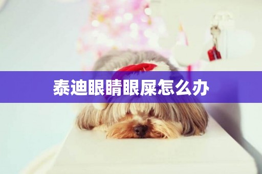 泰迪眼睛眼屎怎么辦