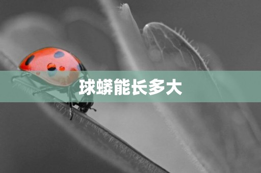 球蟒能長多大