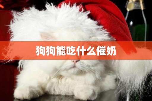 狗狗能吃什么催奶