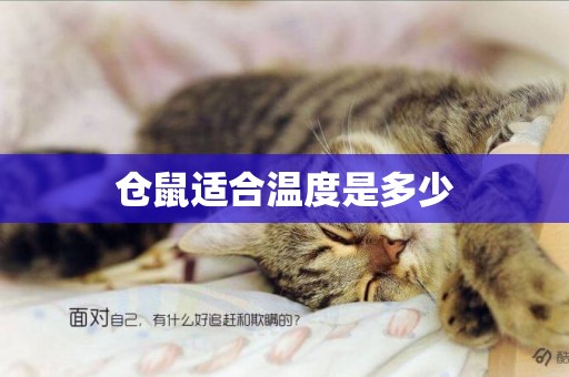 倉鼠適合溫度是多少