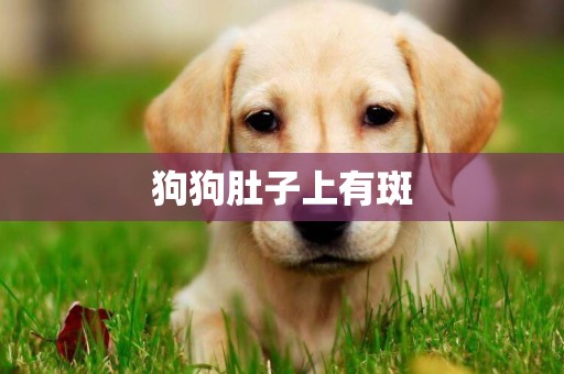 狗狗肚子上有斑
