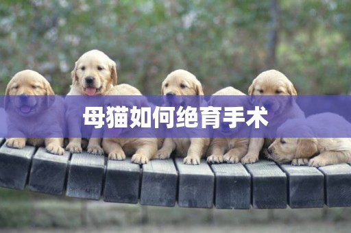 母貓如何絕育手術