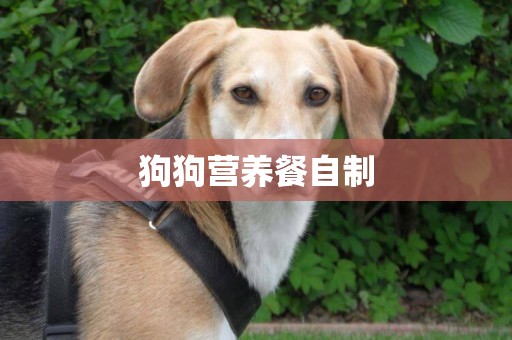 狗狗營養餐自制