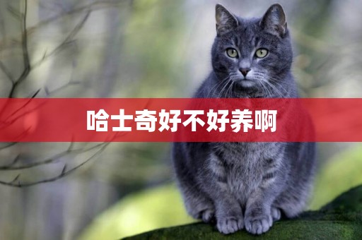 哈士奇好不好養啊