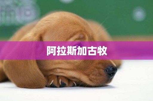 阿拉斯加古牧