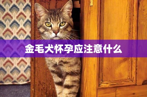 金毛犬懷孕應注意什么