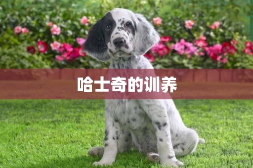 哈士奇的訓養