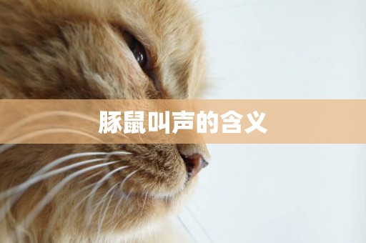 豚鼠叫聲的含義