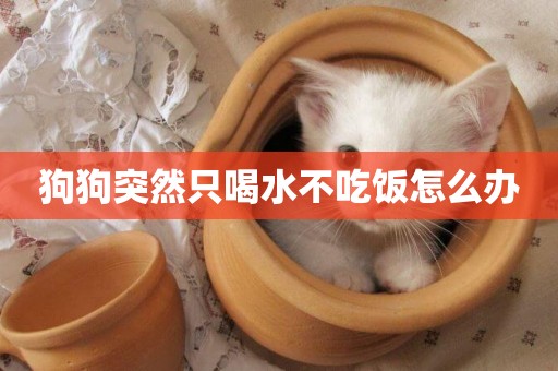 狗狗突然只喝水不吃飯怎么辦