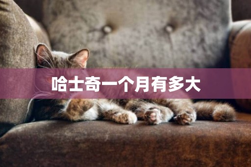 哈士奇一個月有多大