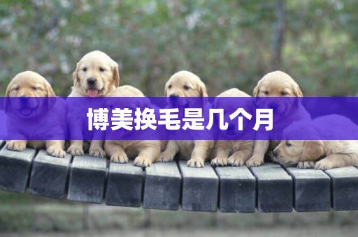 博美換毛是幾個月