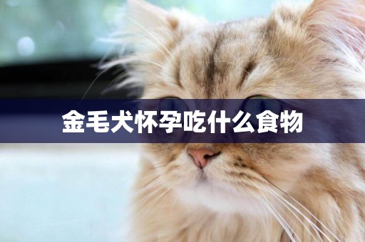 金毛犬懷孕吃什么食物