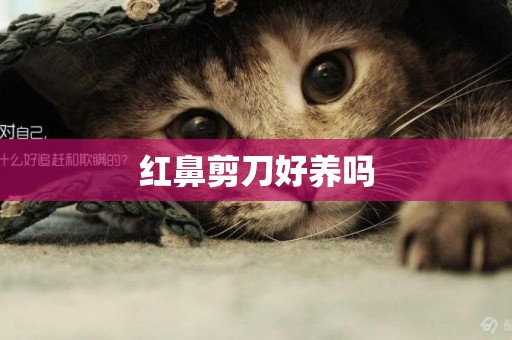 紅鼻剪刀好養嗎