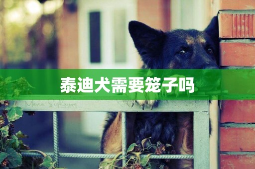 泰迪犬需要籠子嗎