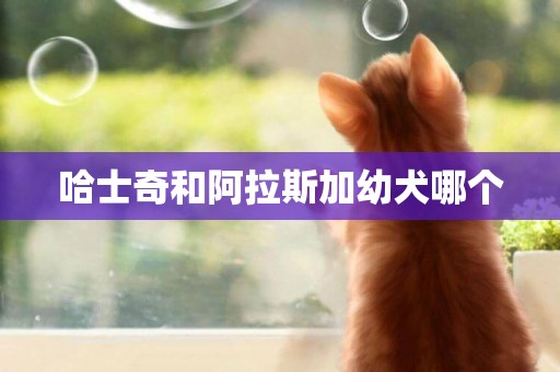 哈士奇和阿拉斯加幼犬哪個