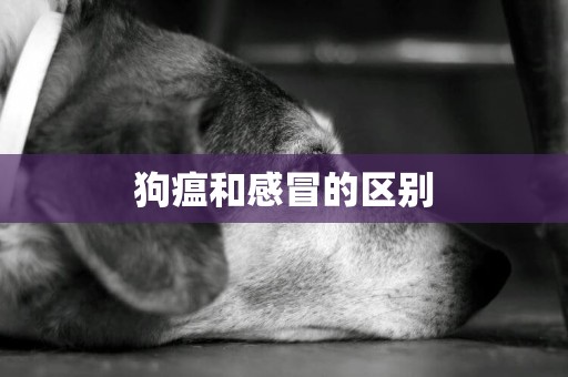 狗瘟和感冒的區別