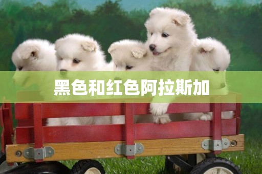 黑色和紅色阿拉斯加