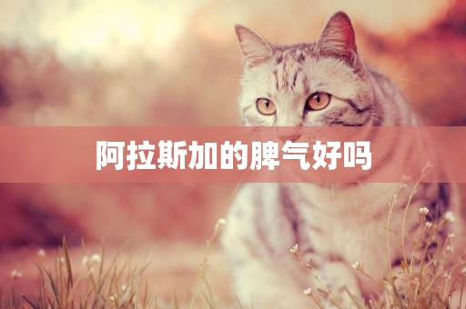 阿拉斯加的脾氣好嗎